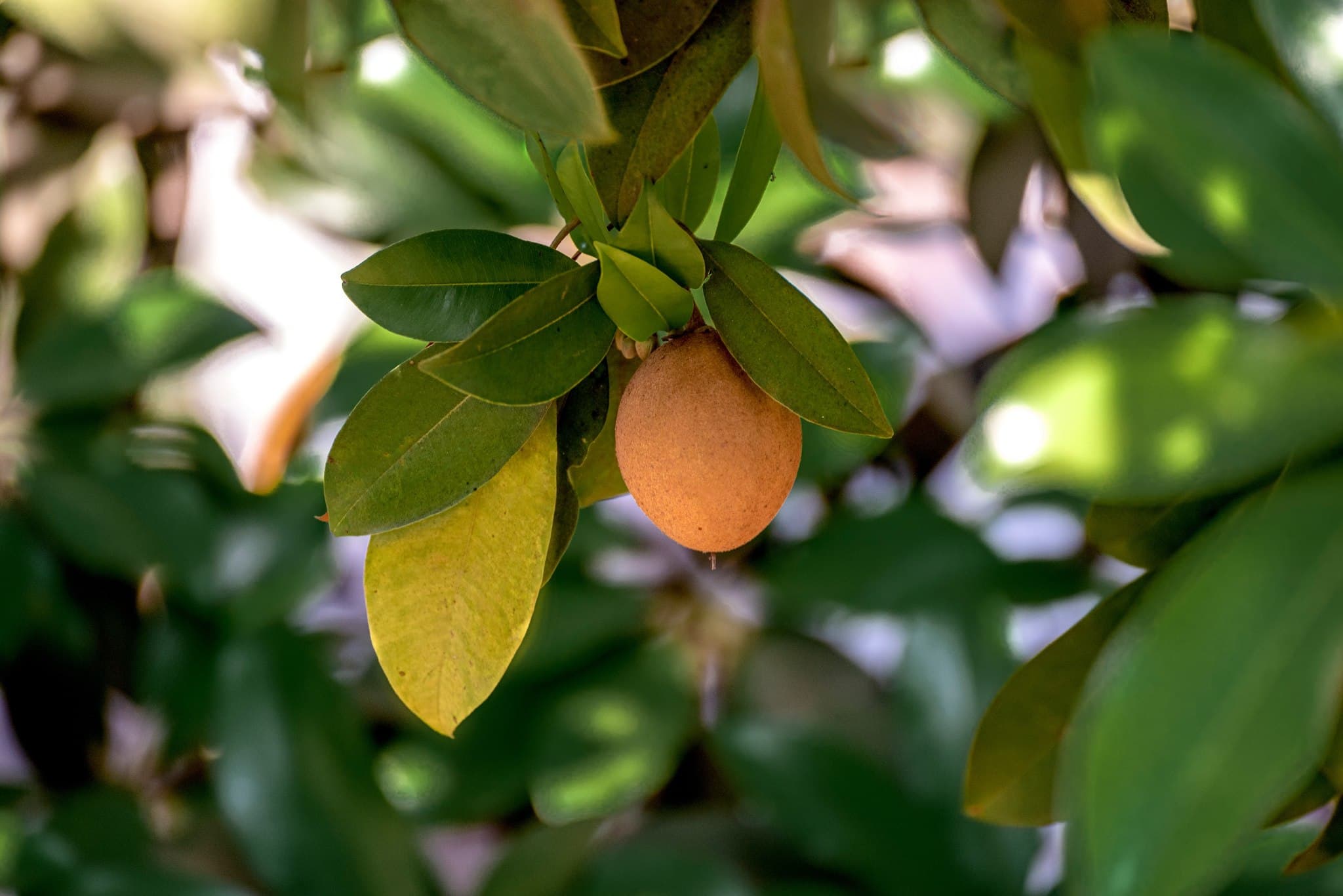 Walking through GI-tagged chikoo orchards at Save Farm Gholvad near Mumbai